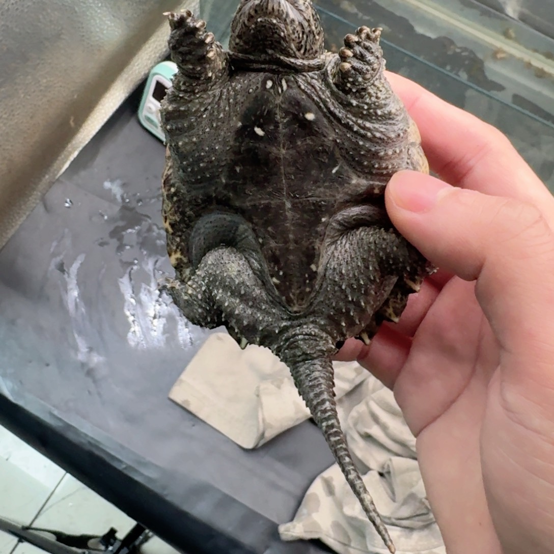 宠物龟不分公母111