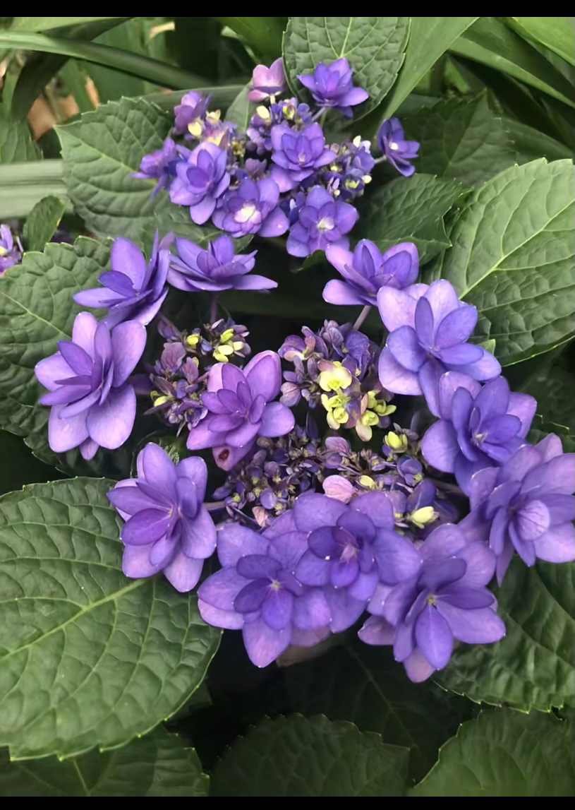 （卑弥呼）贵州露天绣球重瓣绣球花盆栽地栽庭院阳台可种植