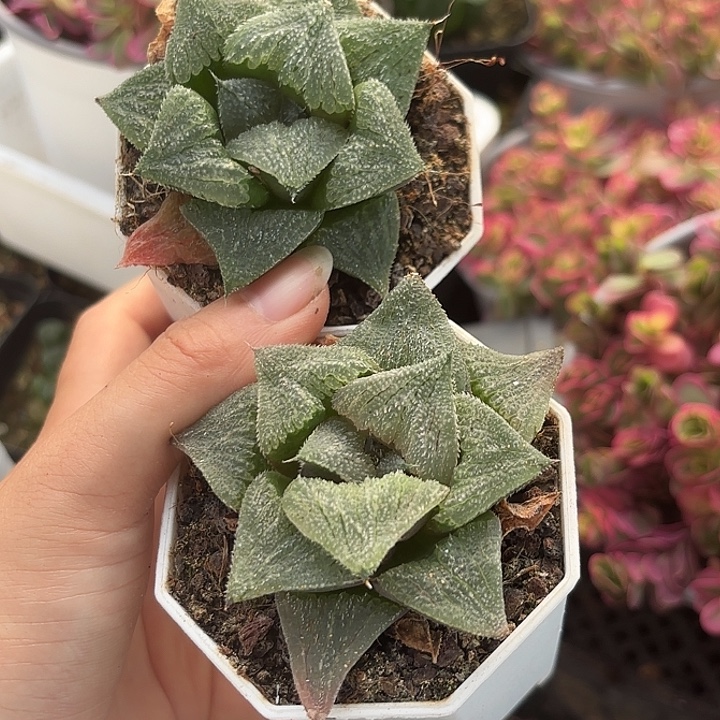 糖果青蟹随机一盒