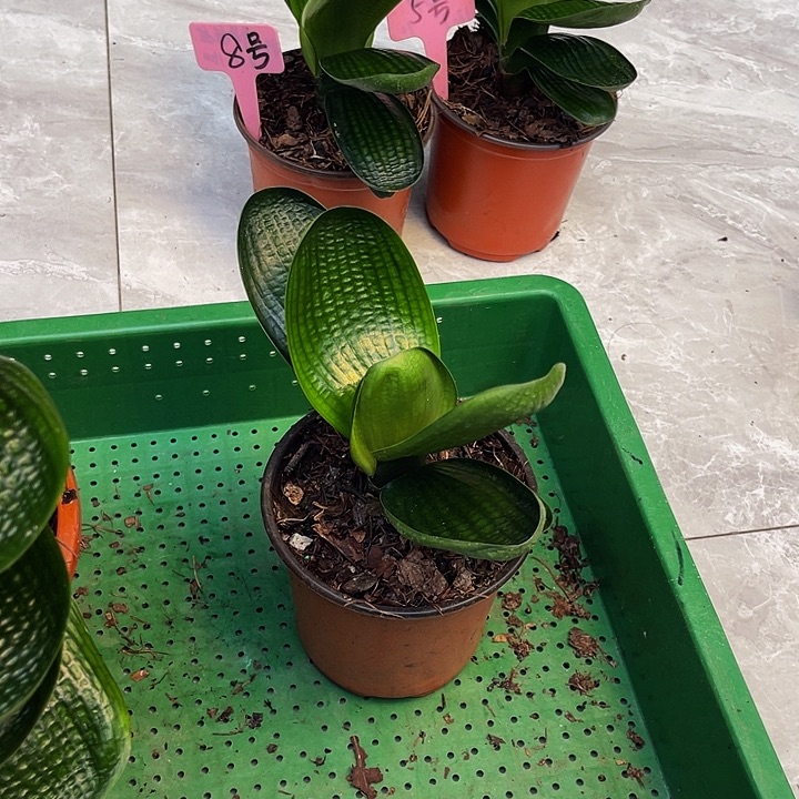 完全开放油麻短宽