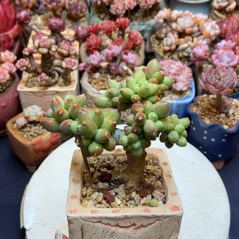 【闪购商品】香蕉树