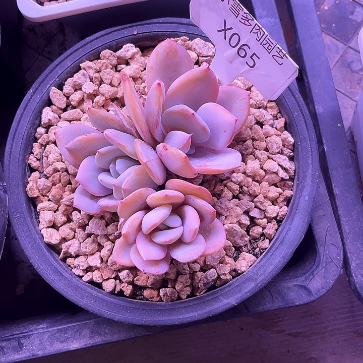 我是第一百个为妖刀应援的