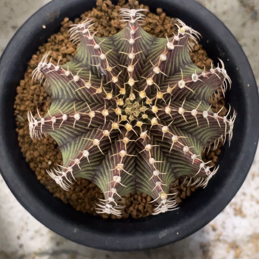 当前无花朵，栽培后可花朵9R001