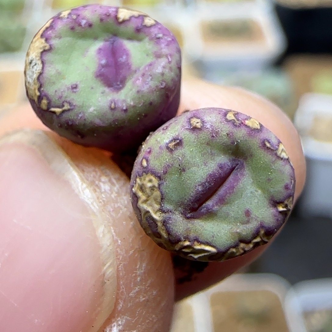 1.26多肉嘟嘟嘴一颗72号