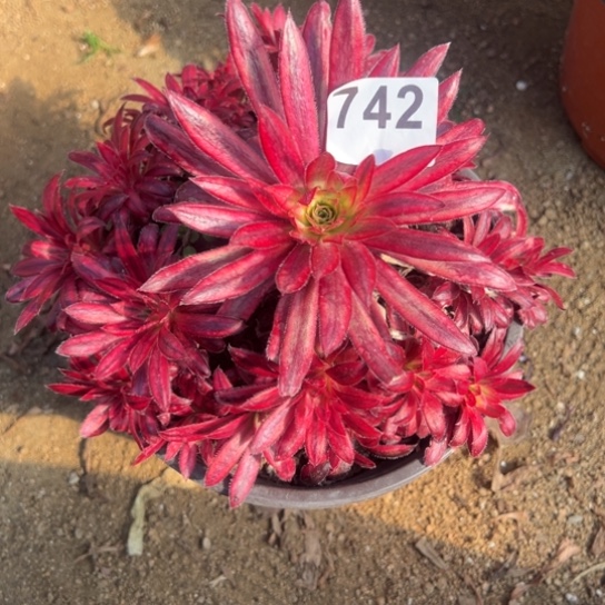 742朱雀多肉植物回来