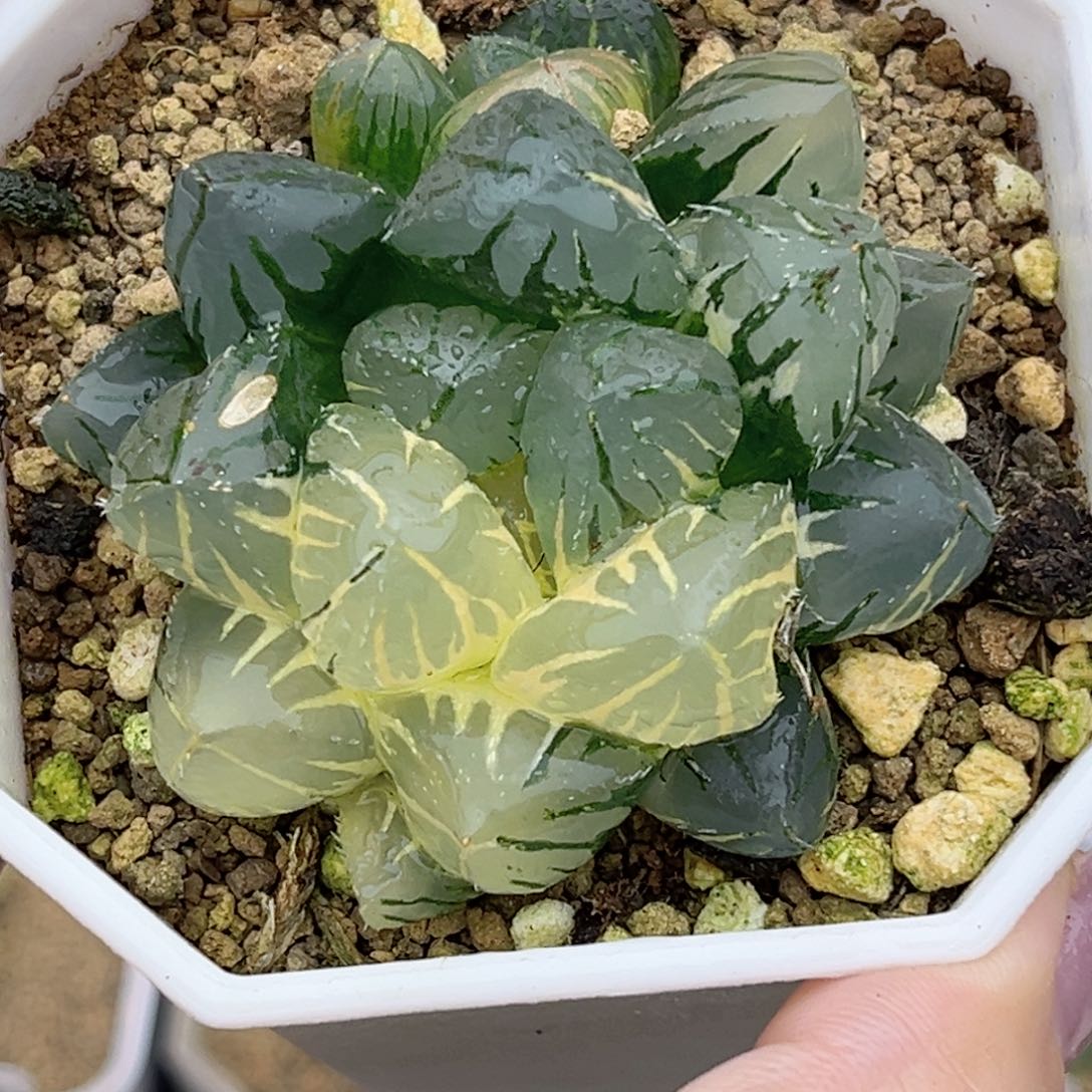 109巨大化OH玉露锦福利专场
