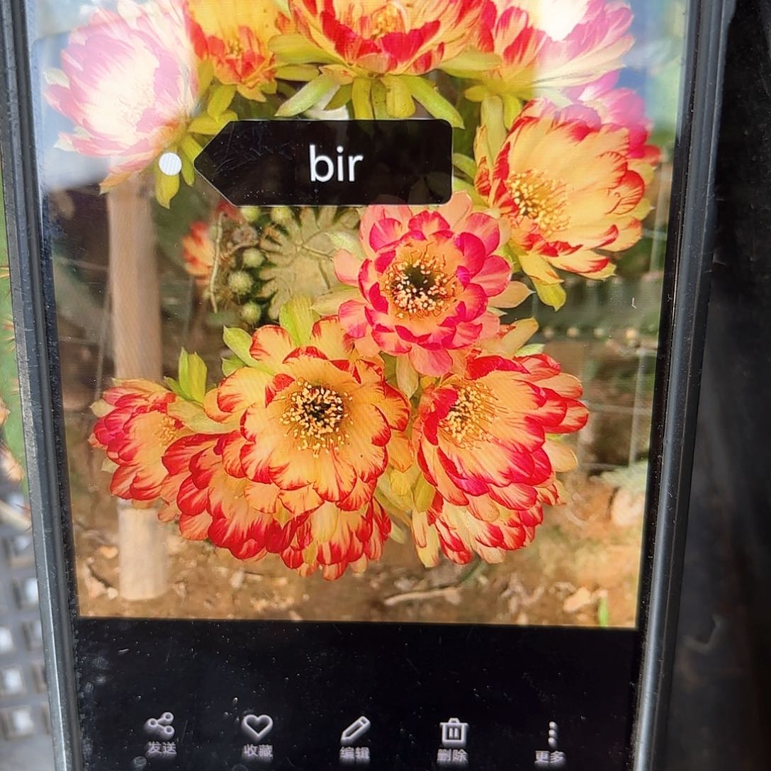 Bir荷花侧牙瑕痴无售后仙人球1