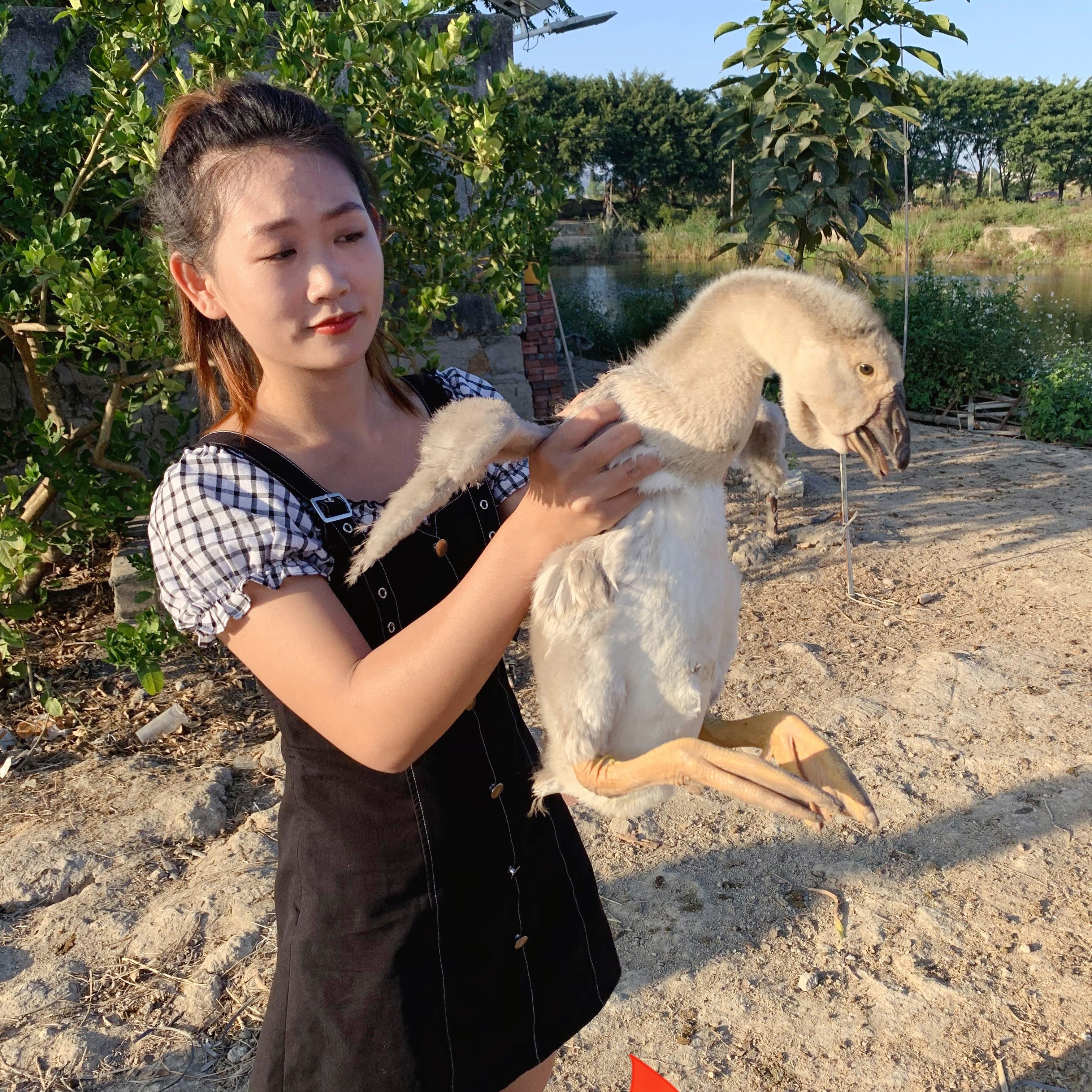 尚鲜狮凤头5斤宠物鸭鹅包活到家