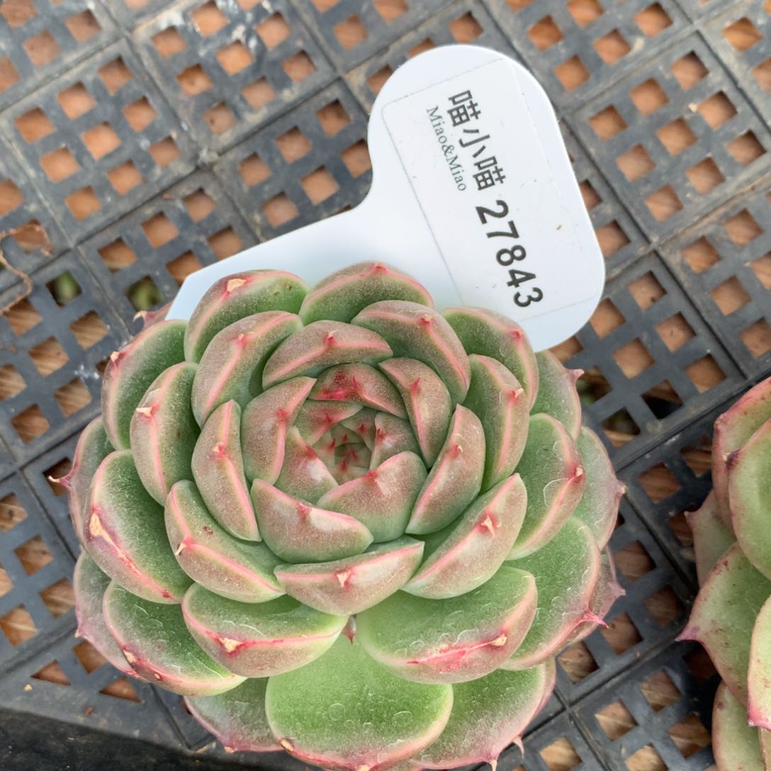 海****，多肉植物麦秆珍妮