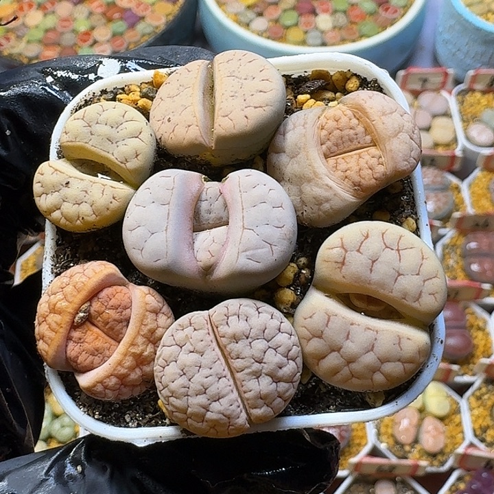 生石花2:：：。星。  12号