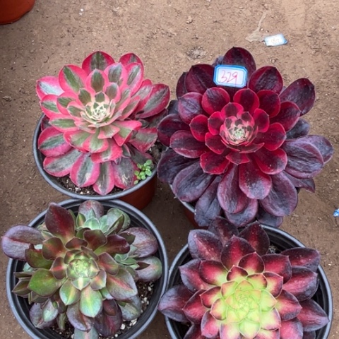 329多肉植物组合