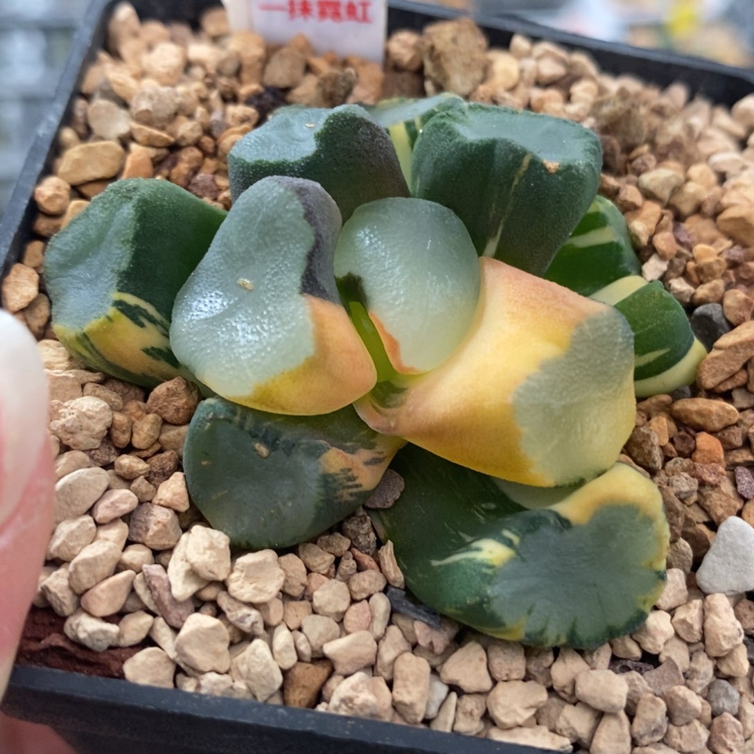 536空门万象锦一物一拍