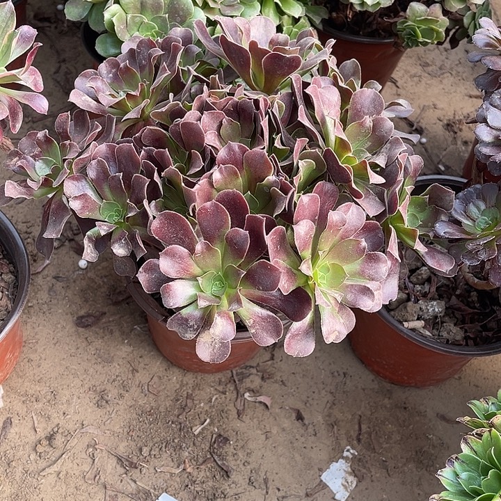 8号欧紫玫瑰玫瑰玫瑰