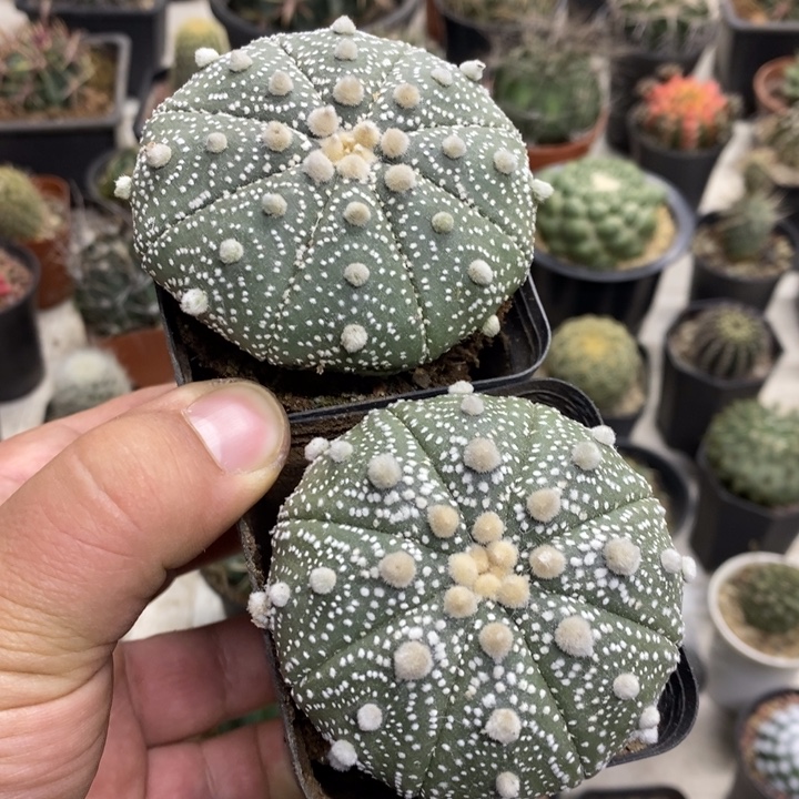 实生超兜2颗特价缺水