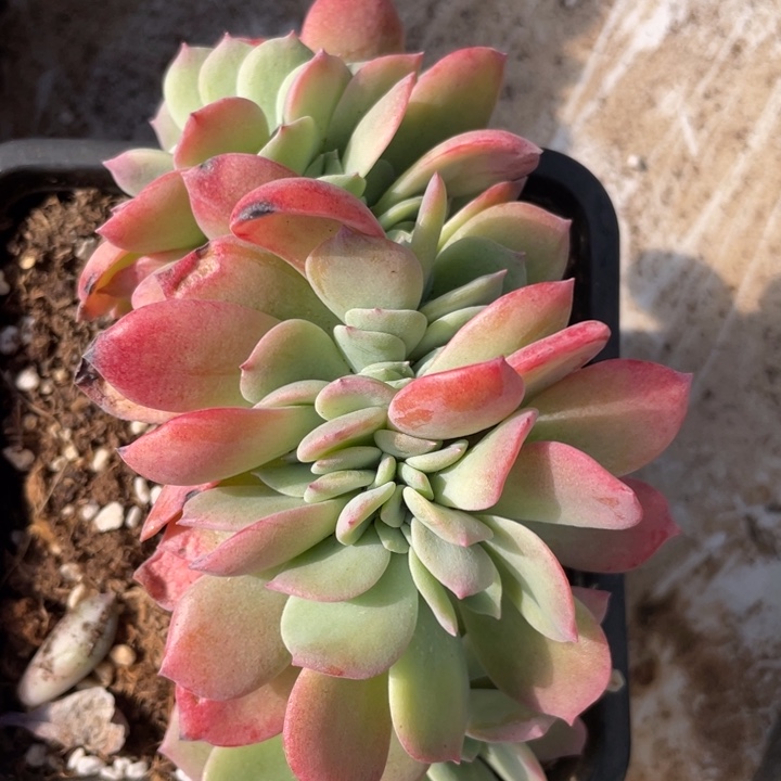 柚子茶缀化包正版