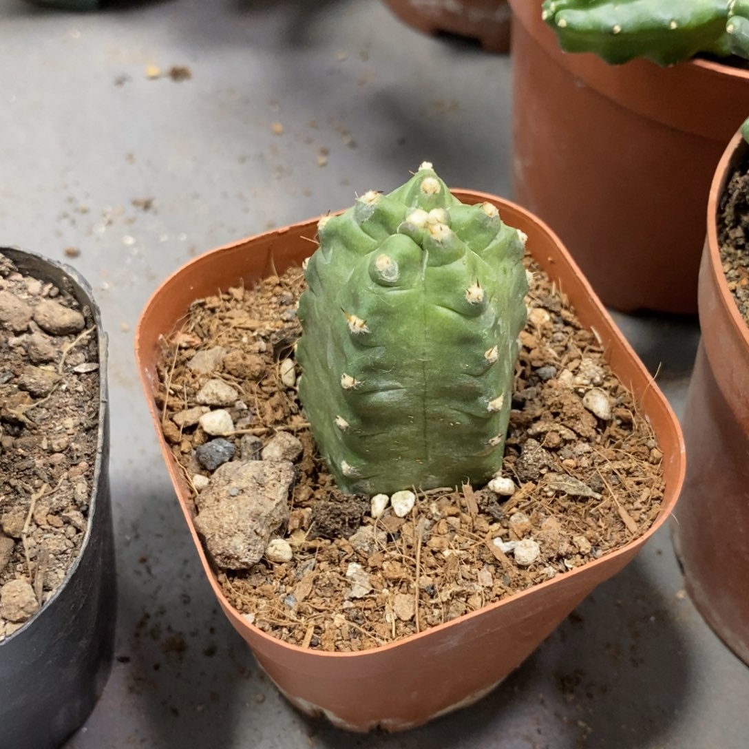 自根单头橙桃一杯