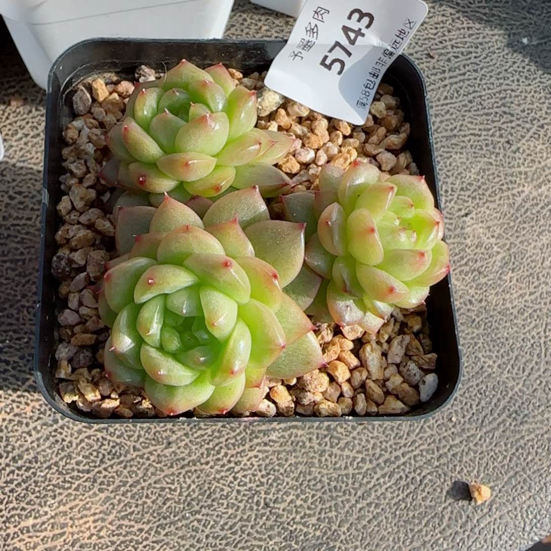 灯泡珍妮群，5743多肉