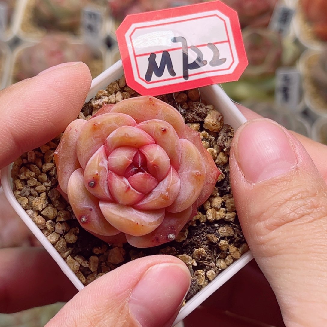 M722一物一拍 孤品珍妮