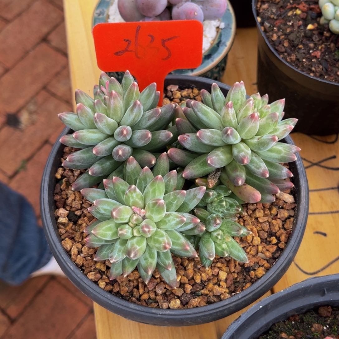 2635号上午多肉植物群生多肉