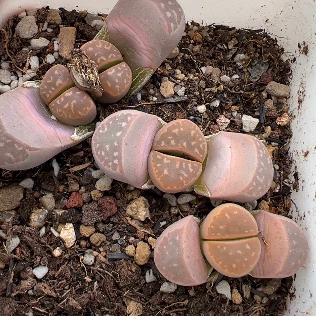 2.21好看的多肉108