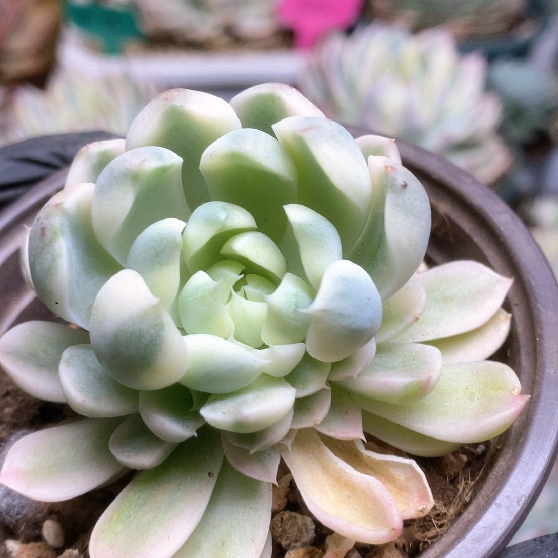 069月影精灵锦锦锦锦锦锦锦