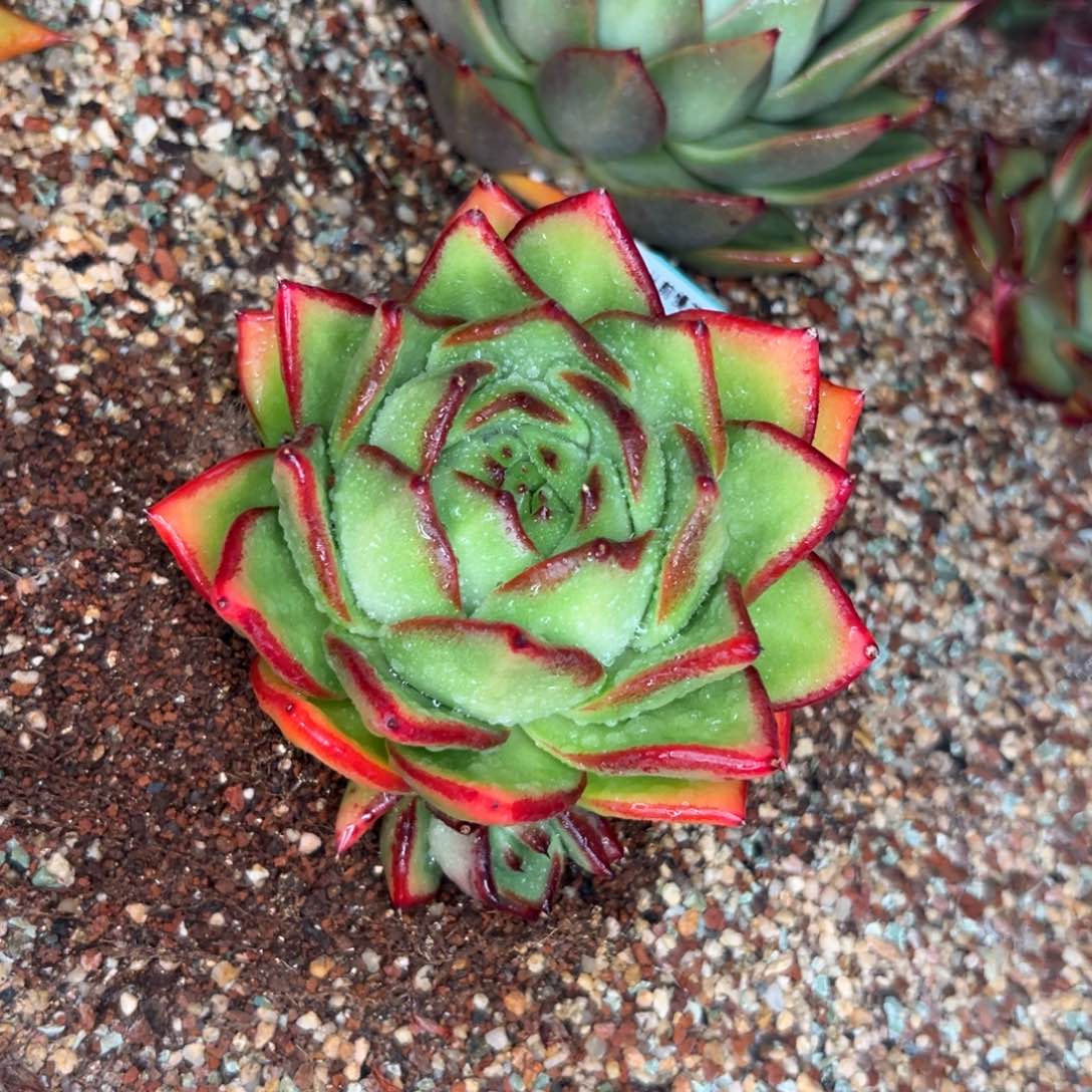 多肉一物一拍0214-226