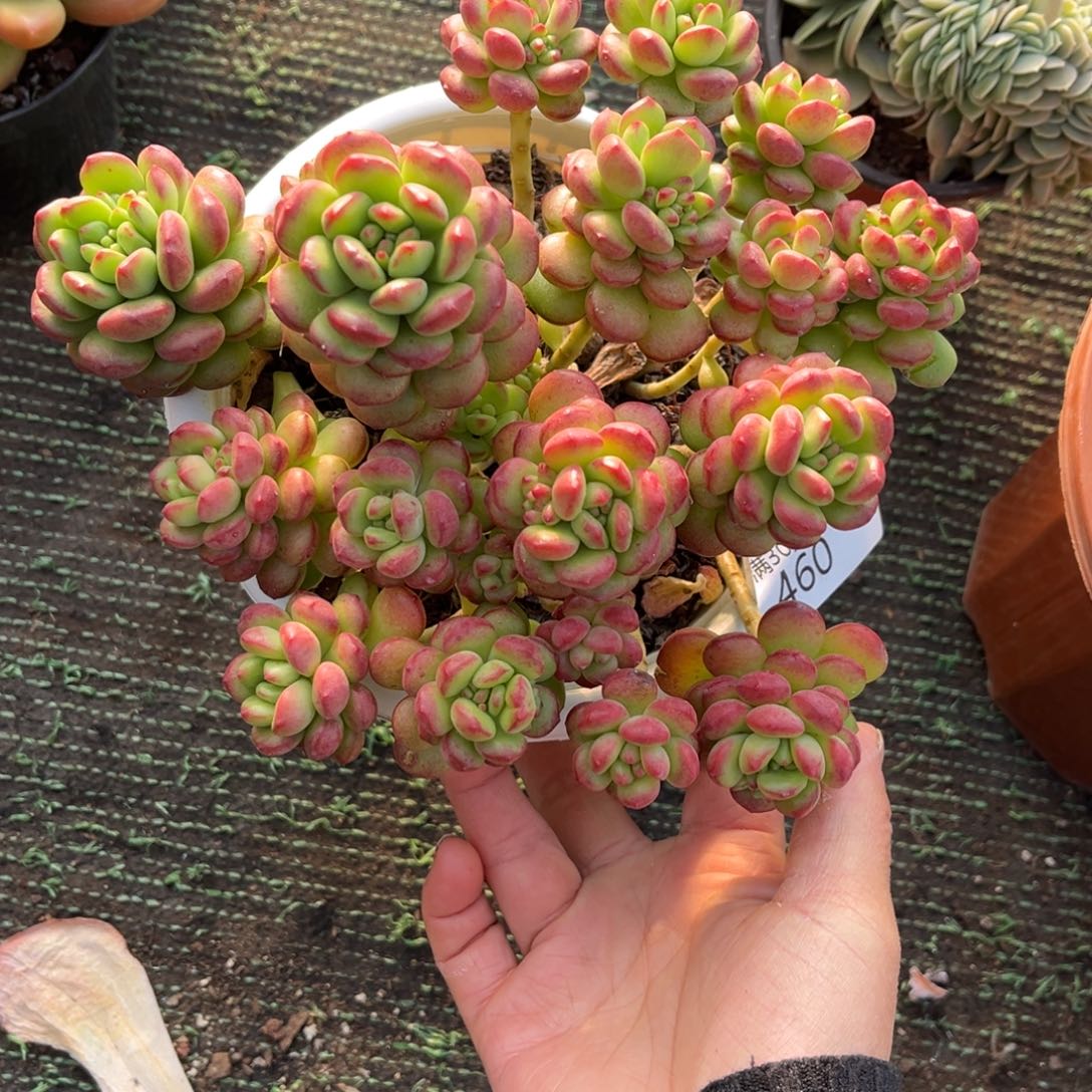 460阳光玫瑰群多肉植物