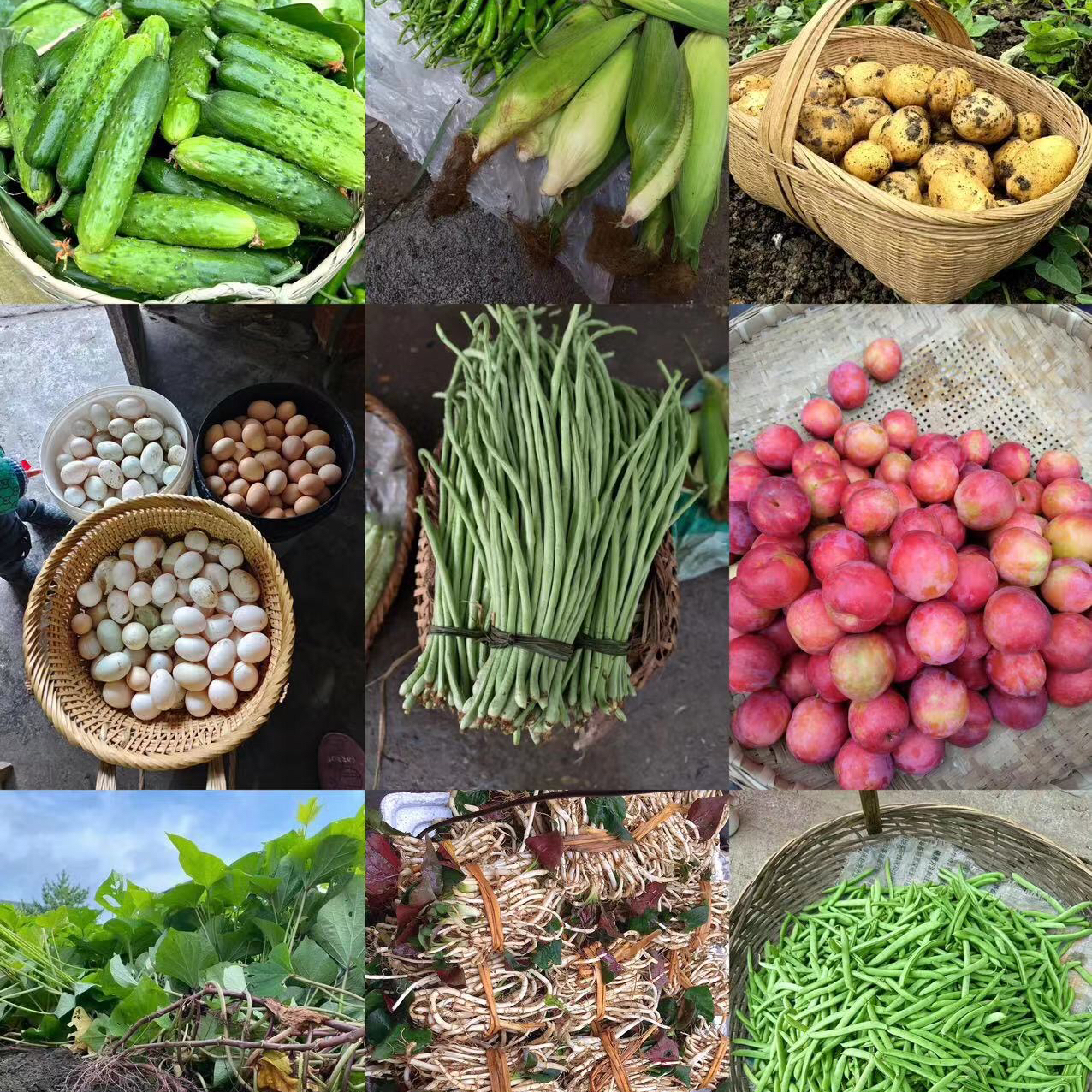 贵州山村农家瓜果蔬菜应季生鲜水果蔬菜