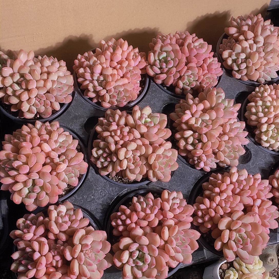 新年新品 殿下群生一颗 量拍