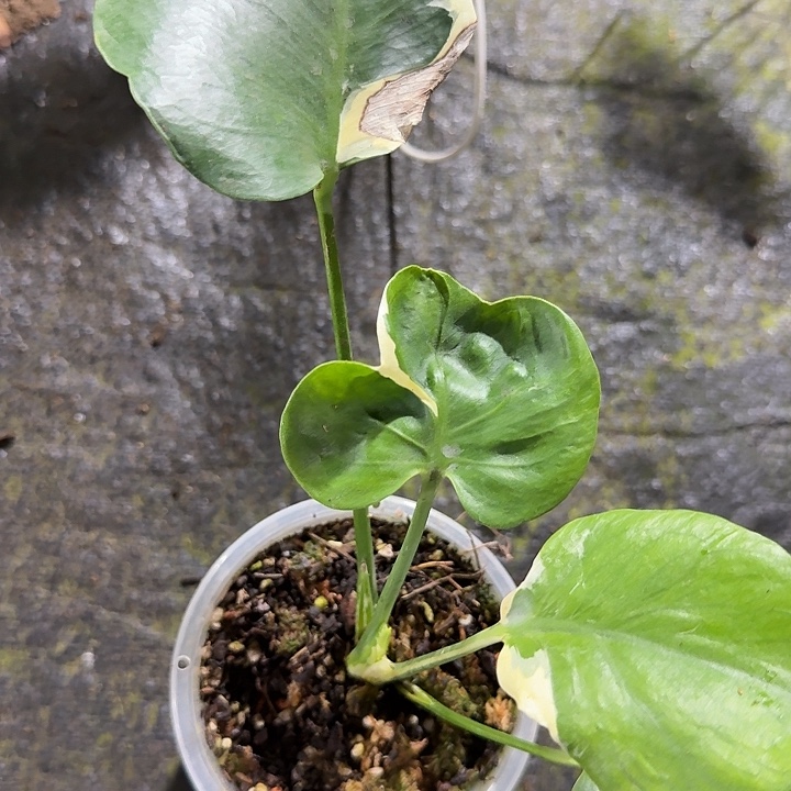 无花朵云朵龟背竹