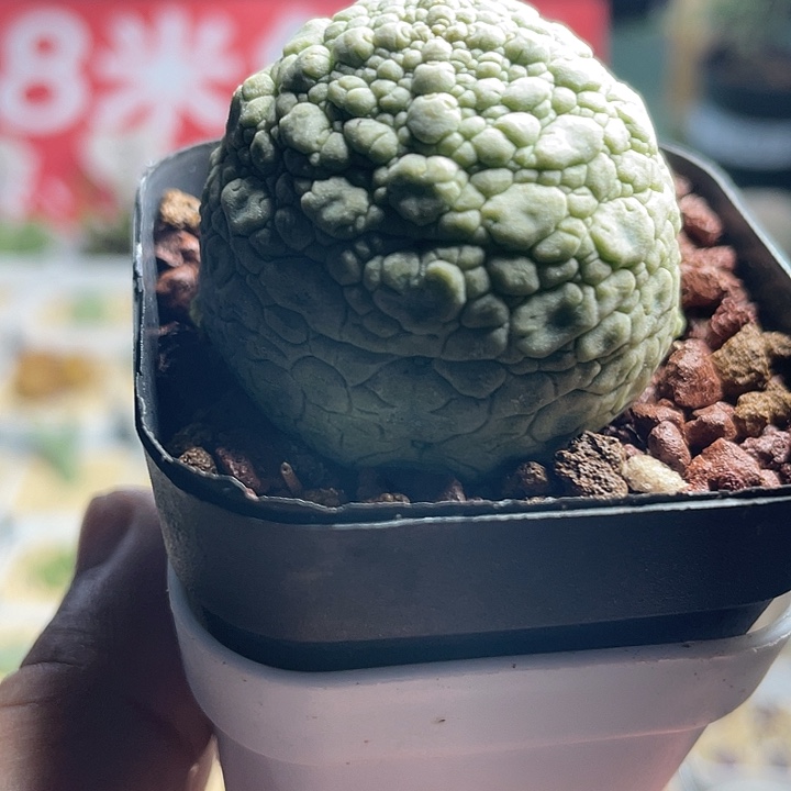 佳人园艺多肉生石花凝蹄玉