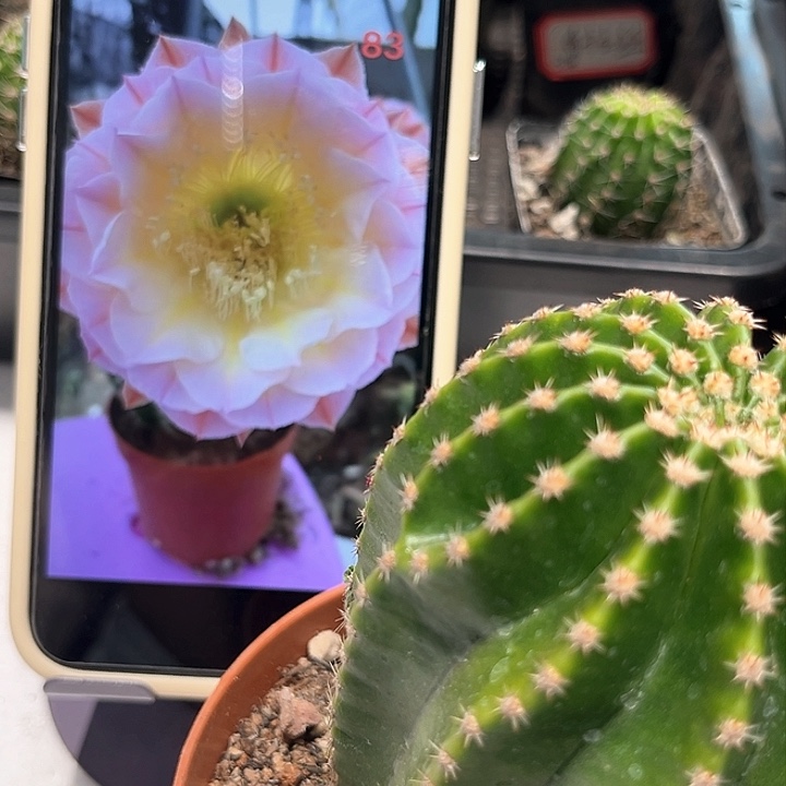 彩草83号带根六公分左右