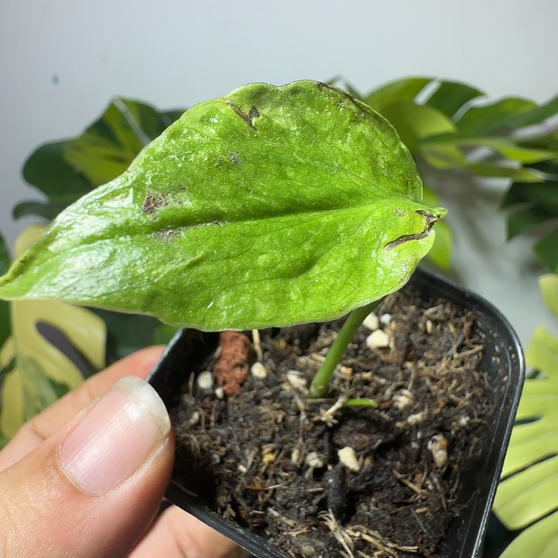 军***完全开放龟背竹种子苗