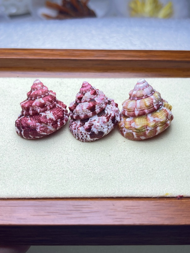 费里拉钟螺——天然海螺贝壳