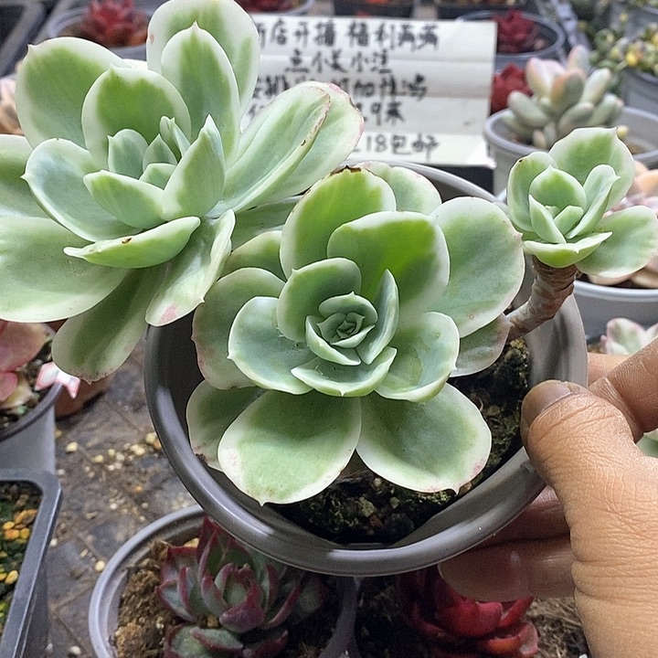 14109柠檬玫瑰锦多肉