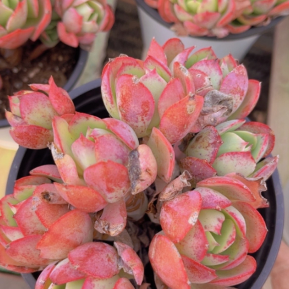 【闪购商品】克莉丝汀14242