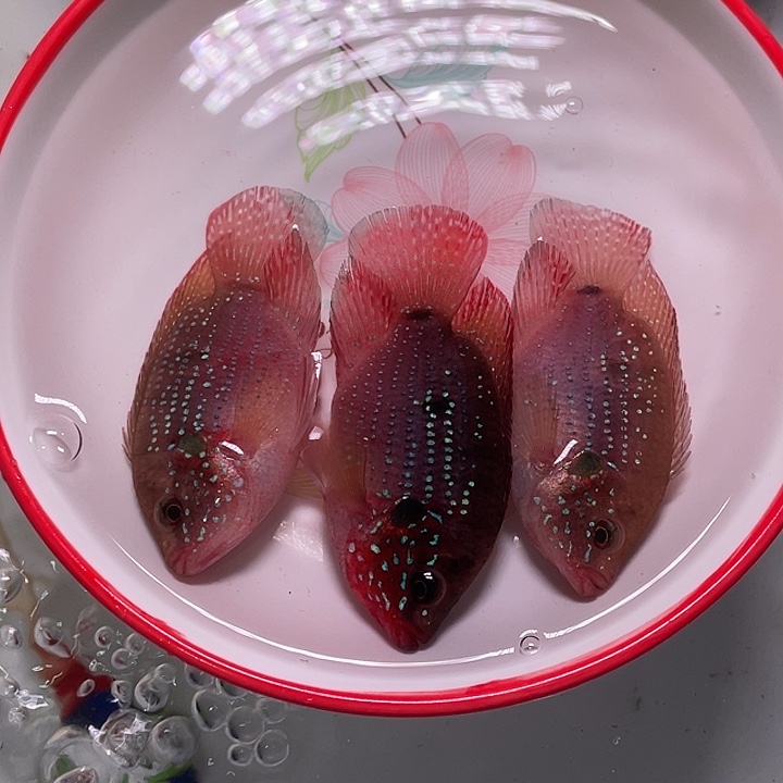 红宝石鱼红宝石3条当中有1条备损7-8