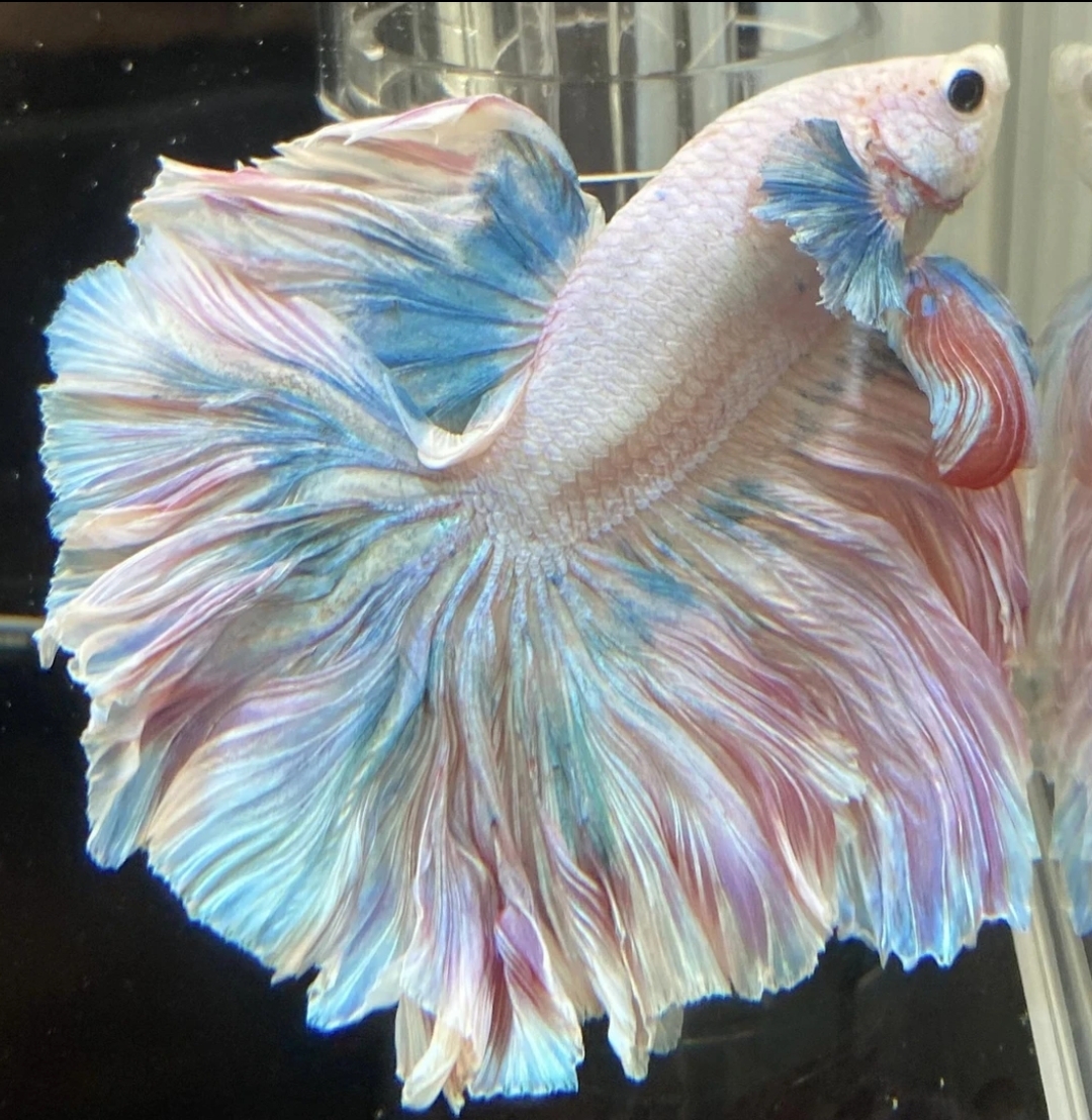 B11（241-264）泰国斗鱼活体精品观赏鱼活体（直播间选鱼）