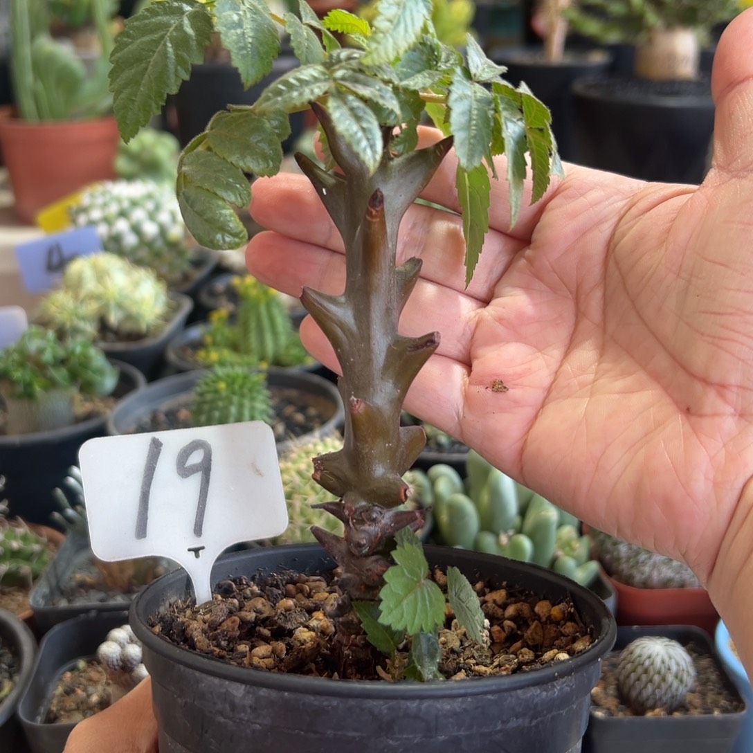 墨西哥角榄带盆11111111111