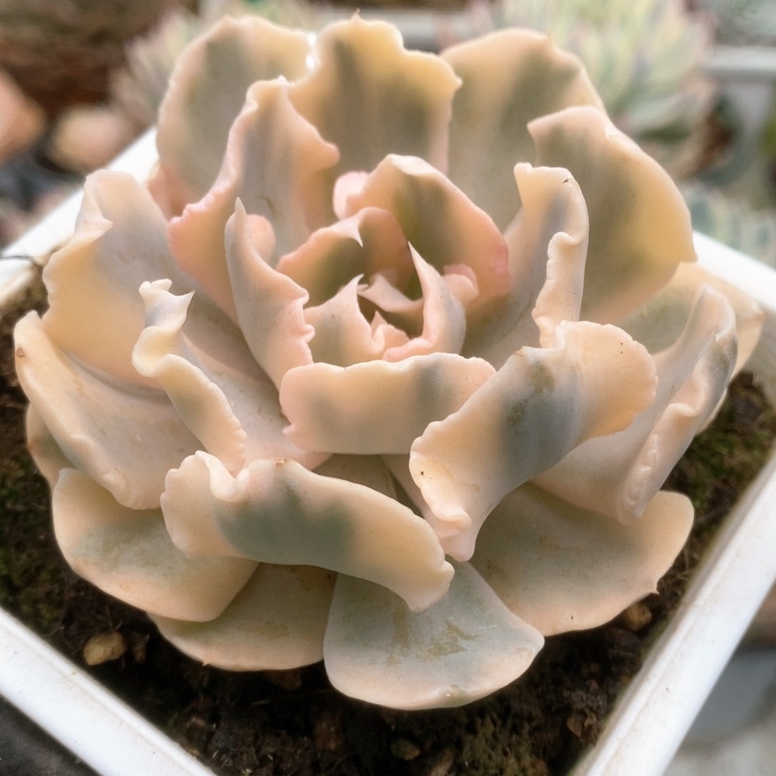 247利比里亚锦锦锦锦锦锦