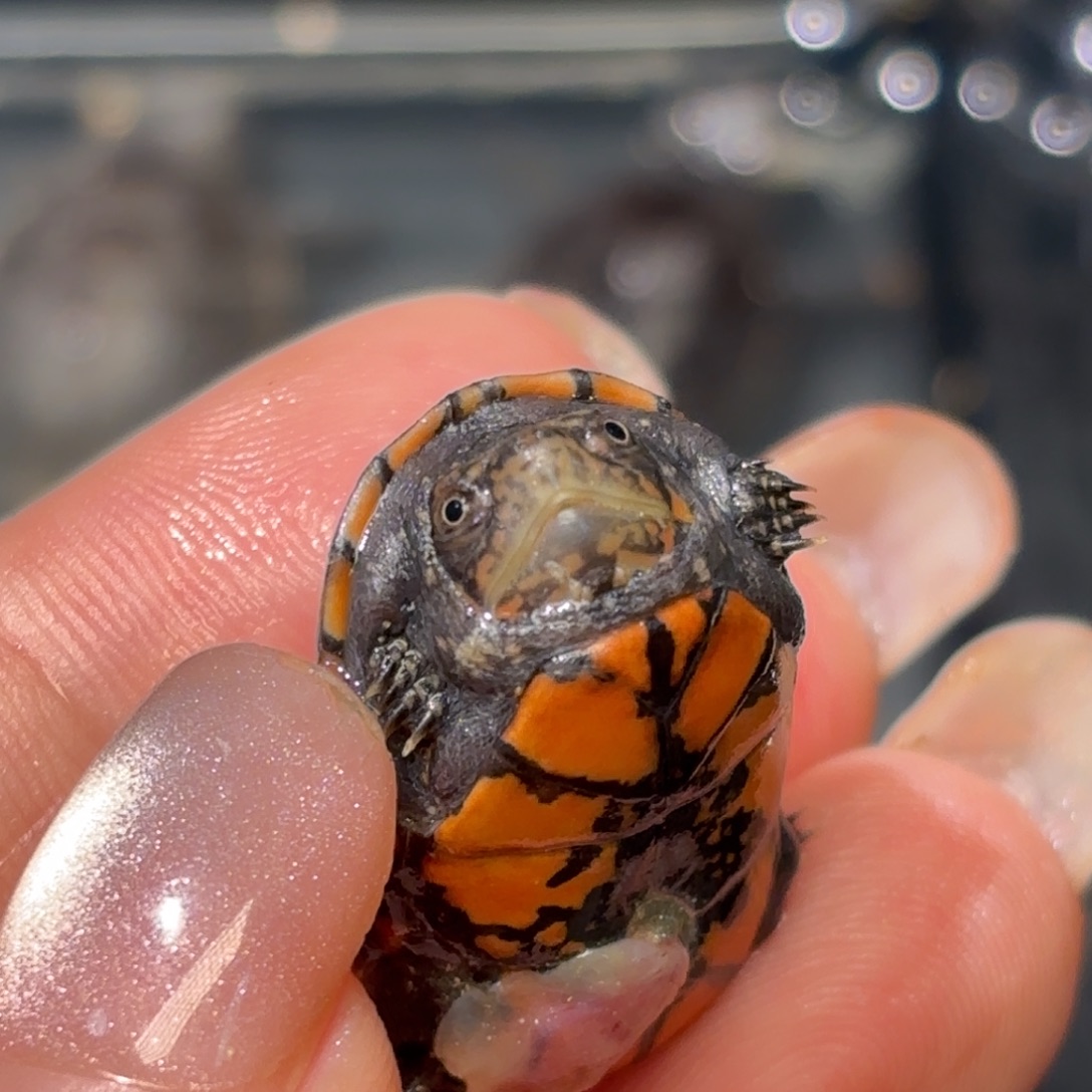 不分公母泥龟全品红面