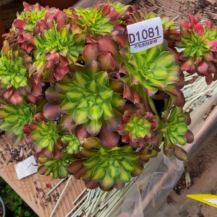 【闪购商品】不****叔1081绍华多肉