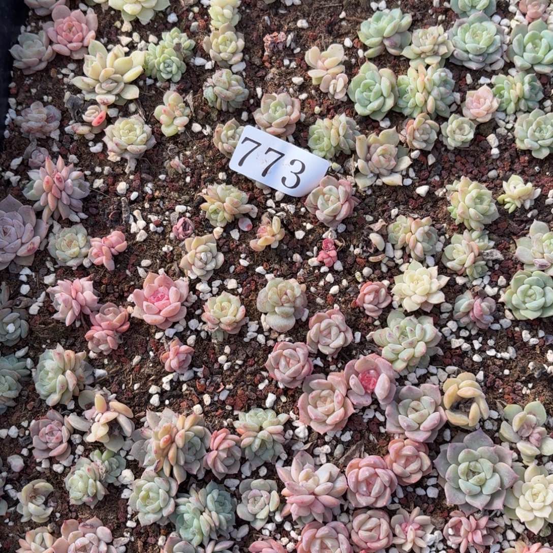 多肉植物多肉植物773