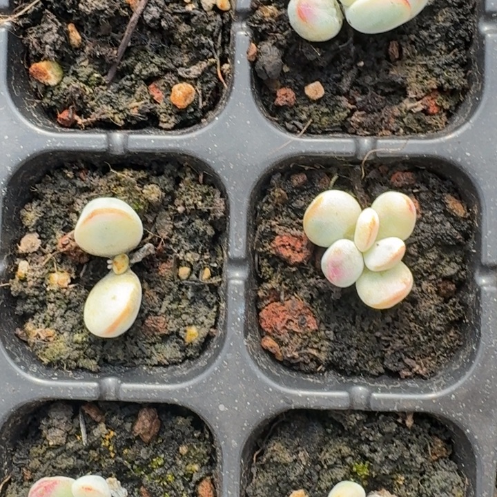 乒乓福娘227多肉覆轮