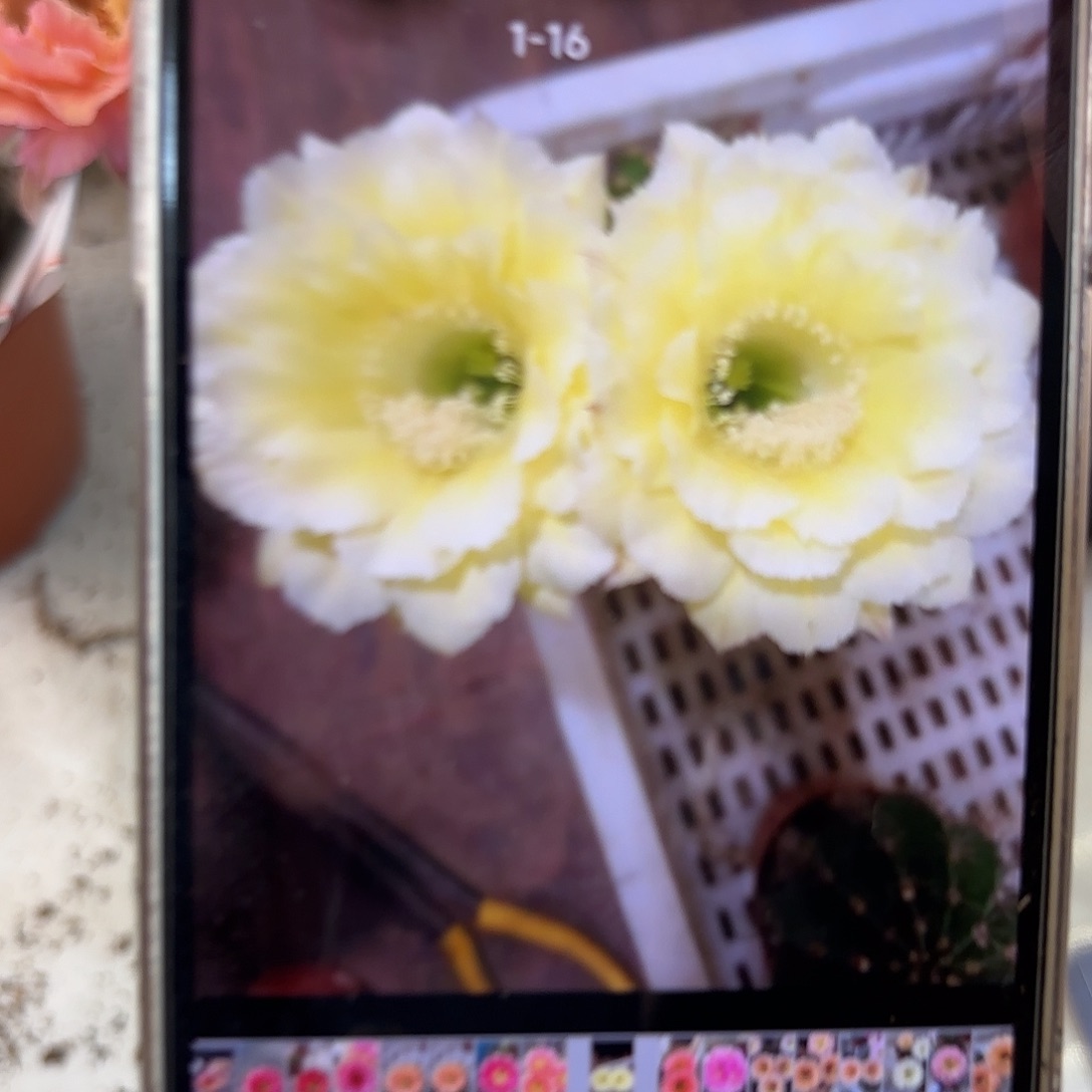 彩草1-16号7-8公分左右