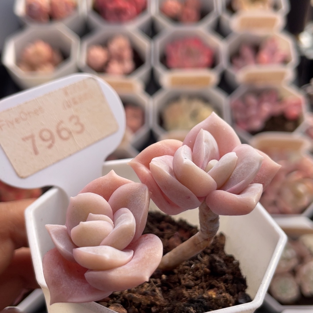 可爱玫瑰7963-6.0厘米