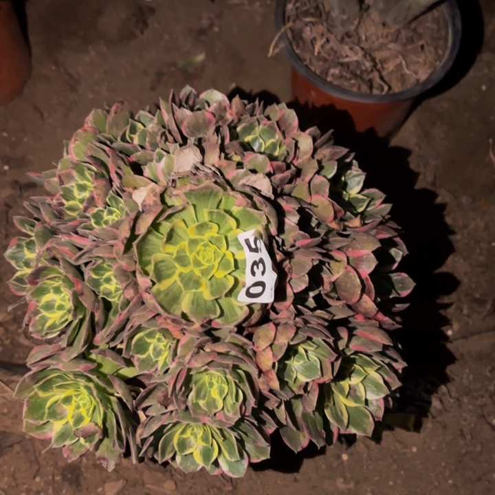 035海仙多肉植物不售后