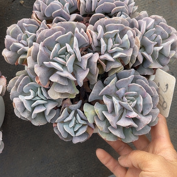 休***鹅两单包邮，一物一拍209