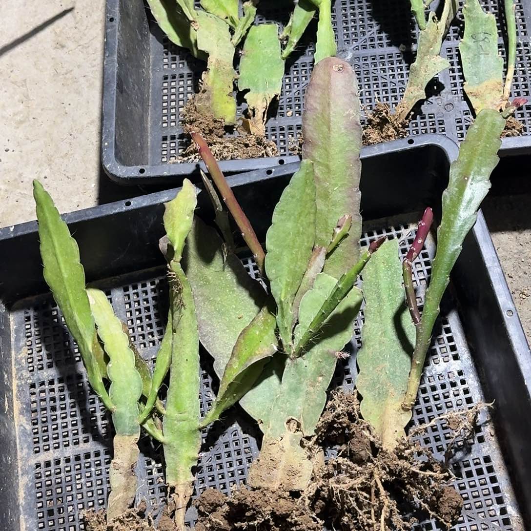 令箭荷花哈哈哈哈哈哈哈