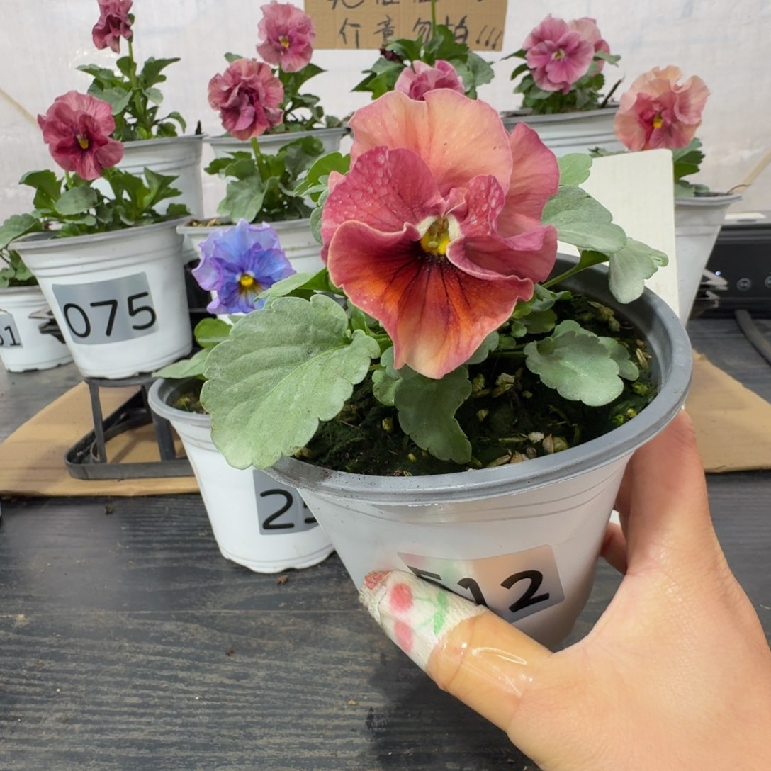 全部花朵512号曼波